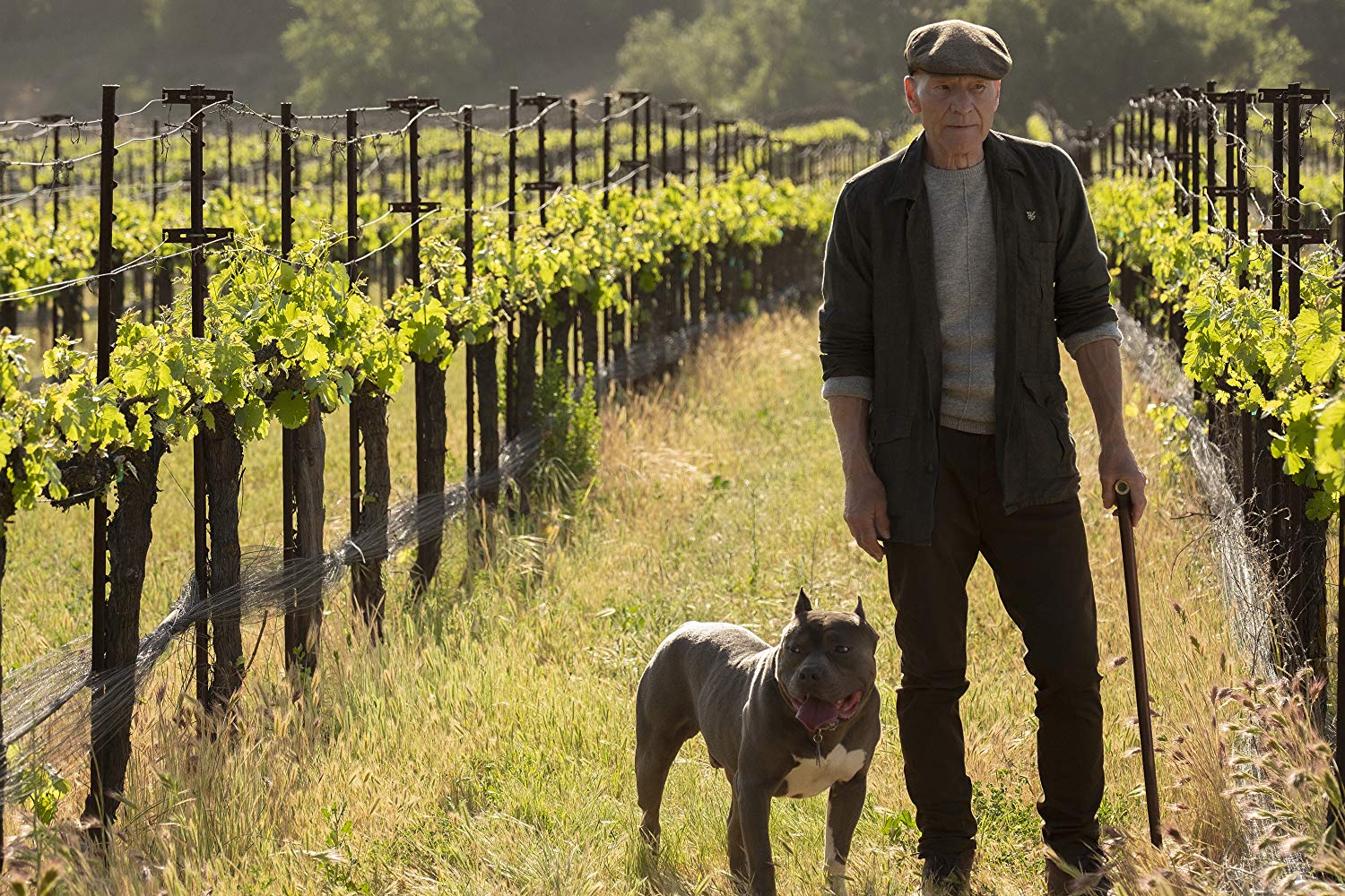 Imagem de: Star Trek Picard: tudo que você precisa saber sobre a nova série