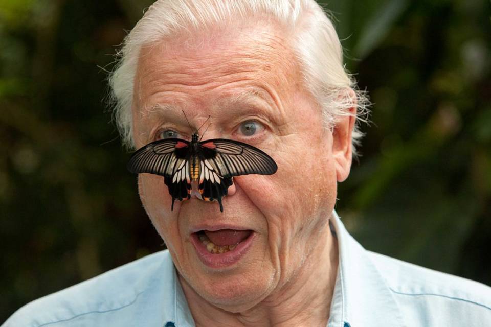Imagem de: David Attenborough bate 1 milhão de seguidores no Instagram em 4h
