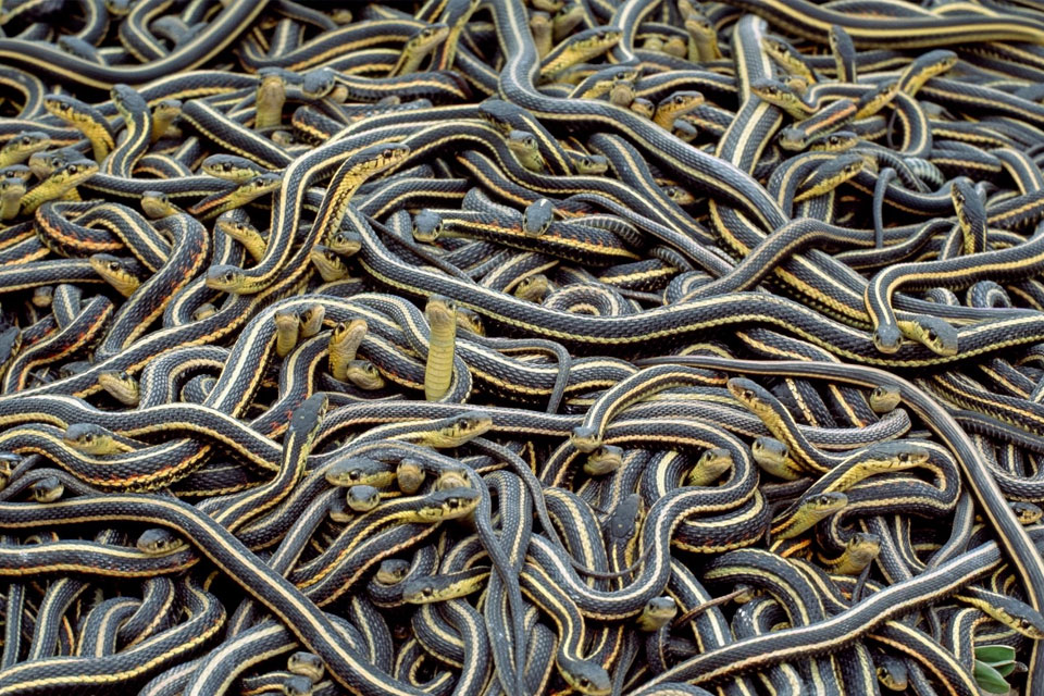 Imagem de Pesadelo: torre celular de 38 metros é invadida por cobras no tecmundo