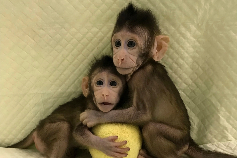 Imagem de Nascem os primeiros macacos clonados com técnica da ovelha Dolly no tecmundo