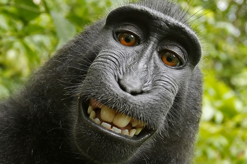 Imagem de Tribunal norte-americano reacende polêmica da selfie do macaco Naruto no tecmundo