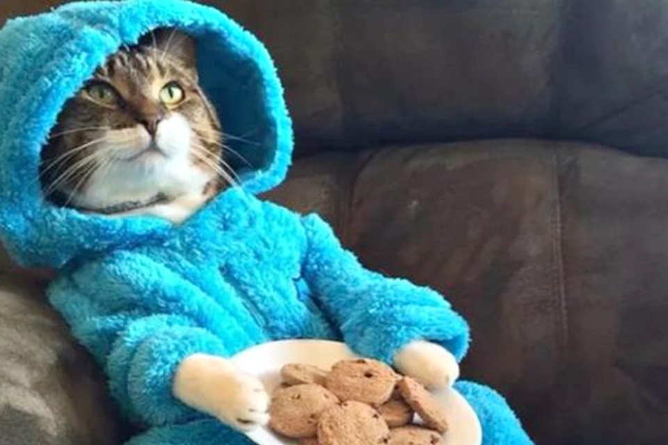 Imagem de Embaixada dos EUA na Austrália manda email oficial com imagem de gatinho no tecmundo
